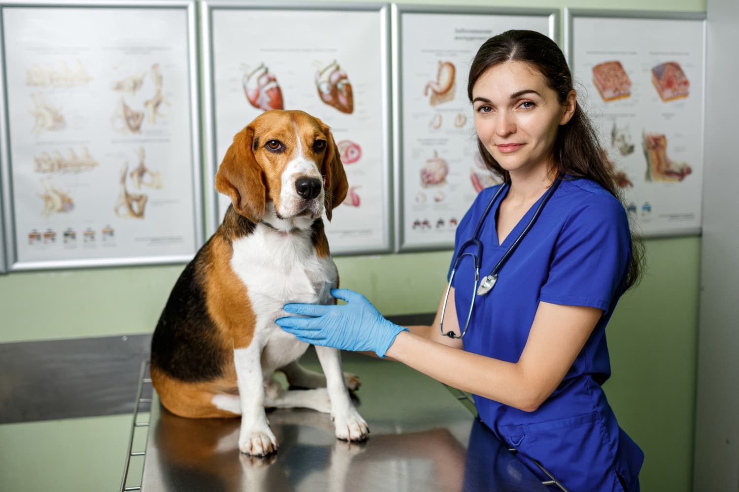 Veterinarian with a golden retriever in a clinical setting